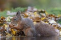 Cute hungry Red Squirrel Sciurus vulgaris eating a walnut in a pool of water in an forest covered with colorful leaves. Royalty Free Stock Photo