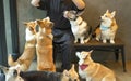 Cute hungry Welsh corgi dogs waiting for food from dog sitter in cafe