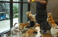 Cute hungry Welsh corgi dogs waiting for food from dog sitter