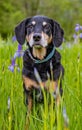 Cute Huntaway breed dog posing in the scenic mea