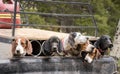 Hunting Dogs Ready To Go Royalty Free Stock Photo