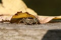 A cute hunting Fence-Post Jumping Spider Marpissa muscosa hiding under a leaf on a wooden fence.