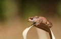 A cute hunting young Common Toad, Bufo bufo, on a reed at the edge of a pond. Royalty Free Stock Photo