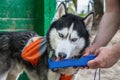 Cute husky dog drink water from a plastic Portable Pet Dog Travel Water Drink Bottle. Bowl Dispenser Water Drinker.