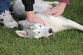 Cute Husky dog looks happy close to her owners