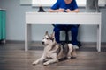 A cute husky dog lying on the floor in a vet clinic Royalty Free Stock Photo