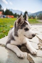 Cute husky dog puppy