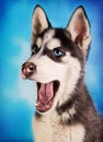 Cute husky puppy on blue background