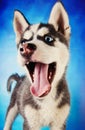 Cute husky puppy on blue background