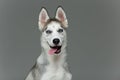 Cute husky puppy dog Royalty Free Stock Photo