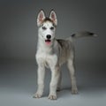 Cute husky puppy dog Royalty Free Stock Photo