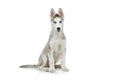 Cute husky puppy dog Royalty Free Stock Photo