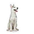 Cute husky puppy dog Royalty Free Stock Photo