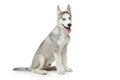 Cute husky puppy dog Royalty Free Stock Photo