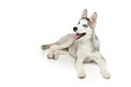 Cute husky puppy dog Royalty Free Stock Photo