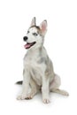 Cute husky puppy dog Royalty Free Stock Photo