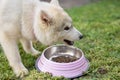 Cute Husky puppy dog eating from a bowl