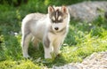 Cute Husky puppy dog