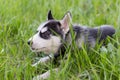 Cute Husky puppy dog in grass closeup Royalty Free Stock Photo