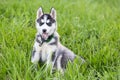 Cute Husky puppy dog sits in grass