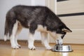 Cute Husky puppy eating from a bowl at home. The puppy is eating food. Adorable pet Royalty Free Stock Photo