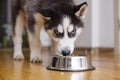 Cute Husky puppy eating from a bowl at home. The puppy is eating food. Adorable pet Royalty Free Stock Photo