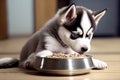 Cute husky puppy eating inside from a food bowl. A puppy that is hungry eats at home Royalty Free Stock Photo