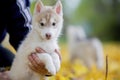 Cute husky puppy sitting on his arms dangling his paws