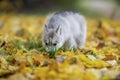 Cute husky puppy sniffing the ground Royalty Free Stock Photo