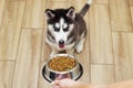 Cute husky puppy is waiting for owner to feed dog food pellets in a bowl Royalty Free Stock Photo