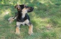 Hybrid of sheep dog puppy having rest in summer grass