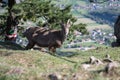 A cute Ibex inspecting a cottage in the mountains