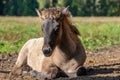 Cute icelandic horse foal lying down in the autumn sunlight Royalty Free Stock Photo