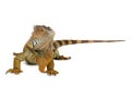 Cute iguana isolated on white background Royalty Free Stock Photo