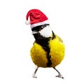 cute illustration portraying a bird wearing a Santa Claus hat,