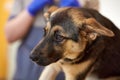 Cute image of dog at vet clinic. Taking care after pets health and wellbeing. Veterinary examination and help