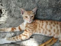 Cute Indian Domestic Brown kitty resting on the floor