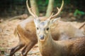 Cute Indian hog deer (Hyelaphus porcinus), a small deer whose ha Royalty Free Stock Photo