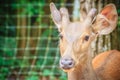 Cute Indian hog deer (Hyelaphus porcinus), a small deer whose ha Royalty Free Stock Photo