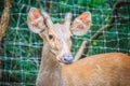 Cute Indian hog deer (Hyelaphus porcinus), a small deer whose ha Royalty Free Stock Photo