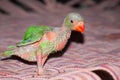 Cute Indian ring-neck baby parrot on the the bed