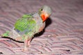 Cute Indian ring-neck baby parrot on the the bed