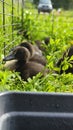Cute Indian Runner ducklings are lying in the green grass Royalty Free Stock Photo