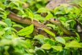 Cute Indochinese rat snake (Ptyas korros) is slithering on tree