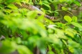 Cute Indochinese rat snake (Ptyas korros) is slithering on tree