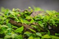 Cute Indochinese rat snake (Ptyas korros) is slithering on tree