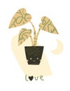 Cute indoor potted plant