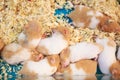 Cute innocent baby brown and white Syrian or Golden Hamsters sleeping on sawdust material bedding. Pet care, love, rodent animal Royalty Free Stock Photo