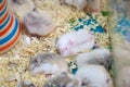 Cute innocent baby gray and white Roborovski Hamsters sleeping tight on sawdust material bedding. House Pet care, love, rodent Royalty Free Stock Photo