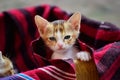 Cute and innocent kitten Royalty Free Stock Photo